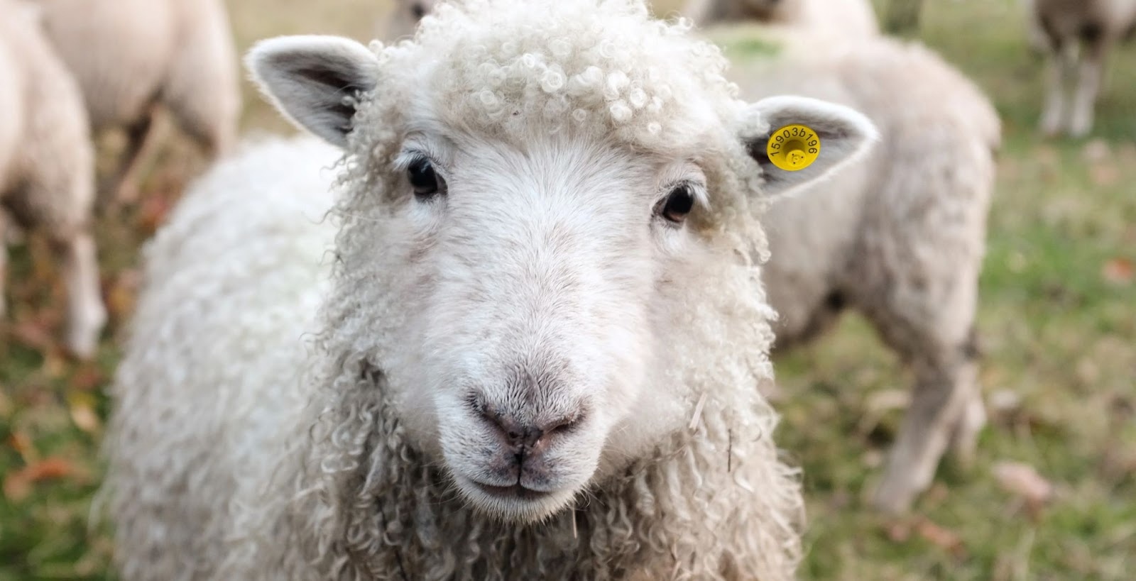 Мечение овец: способы маркировки
