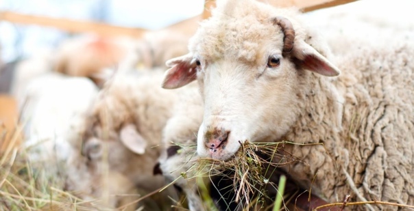 Чем кормить овец? Правильный рацион в домашних условиях