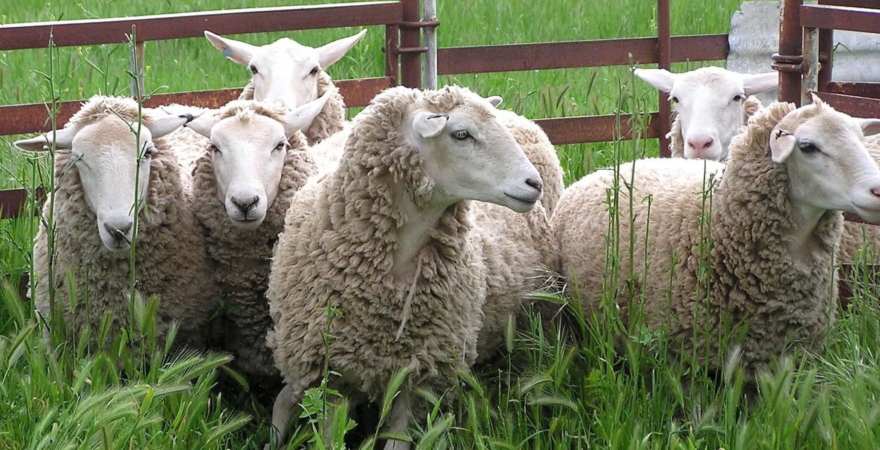 Ветеринарные правила содержания овец и коз