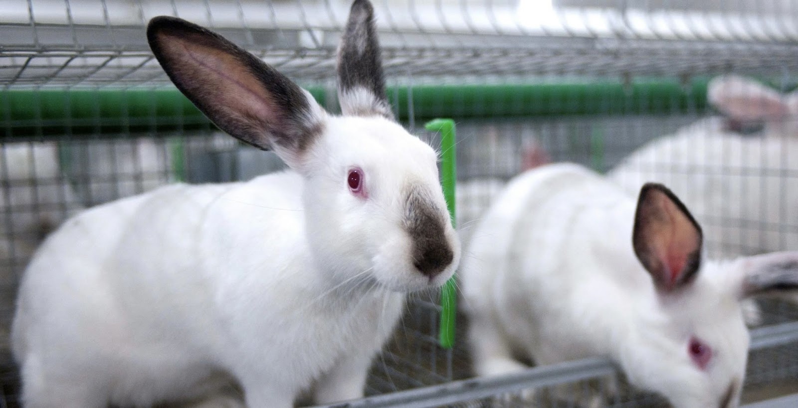 Ветеринарные правила содержания кроликов