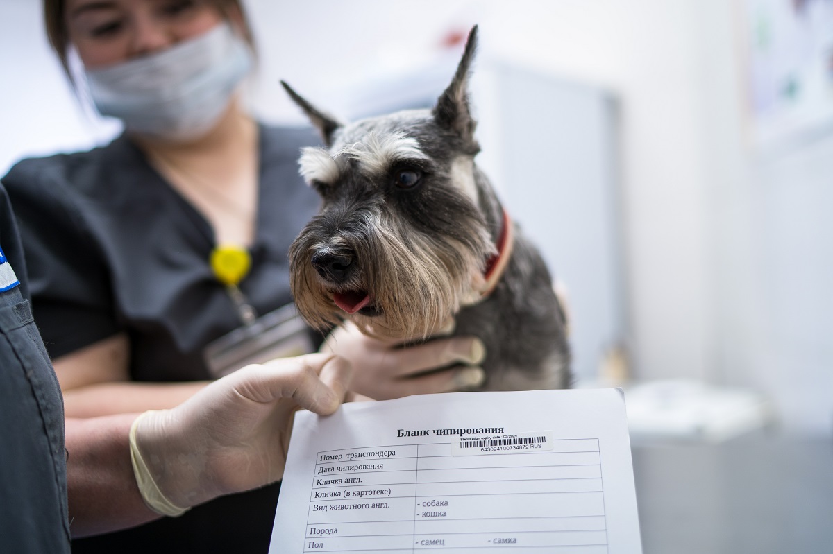 В России призывают ввести поголовную регистрацию домашних животных