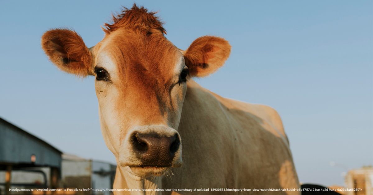 Вопросы из чатов: что делать, если у коровы диарея от корок бахчевых?