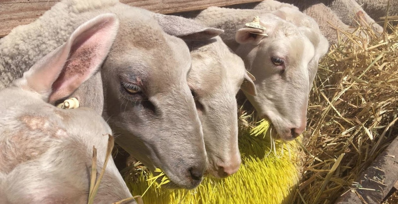 Биркование: как правильно бирковать овец?