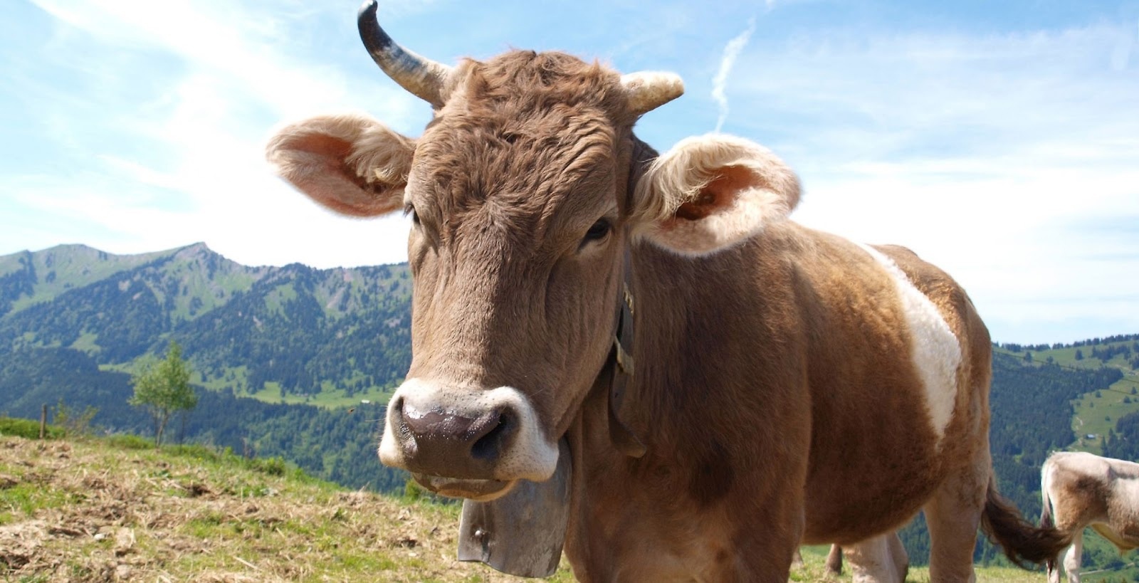 Лейкоз коров: что это такое, и где кроется опасность — Газета «Калужская неделя»