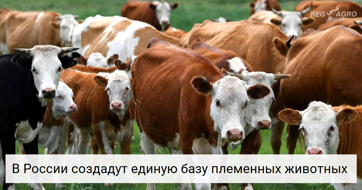 В России создадут единую базу племенного скота — решение Госдумы