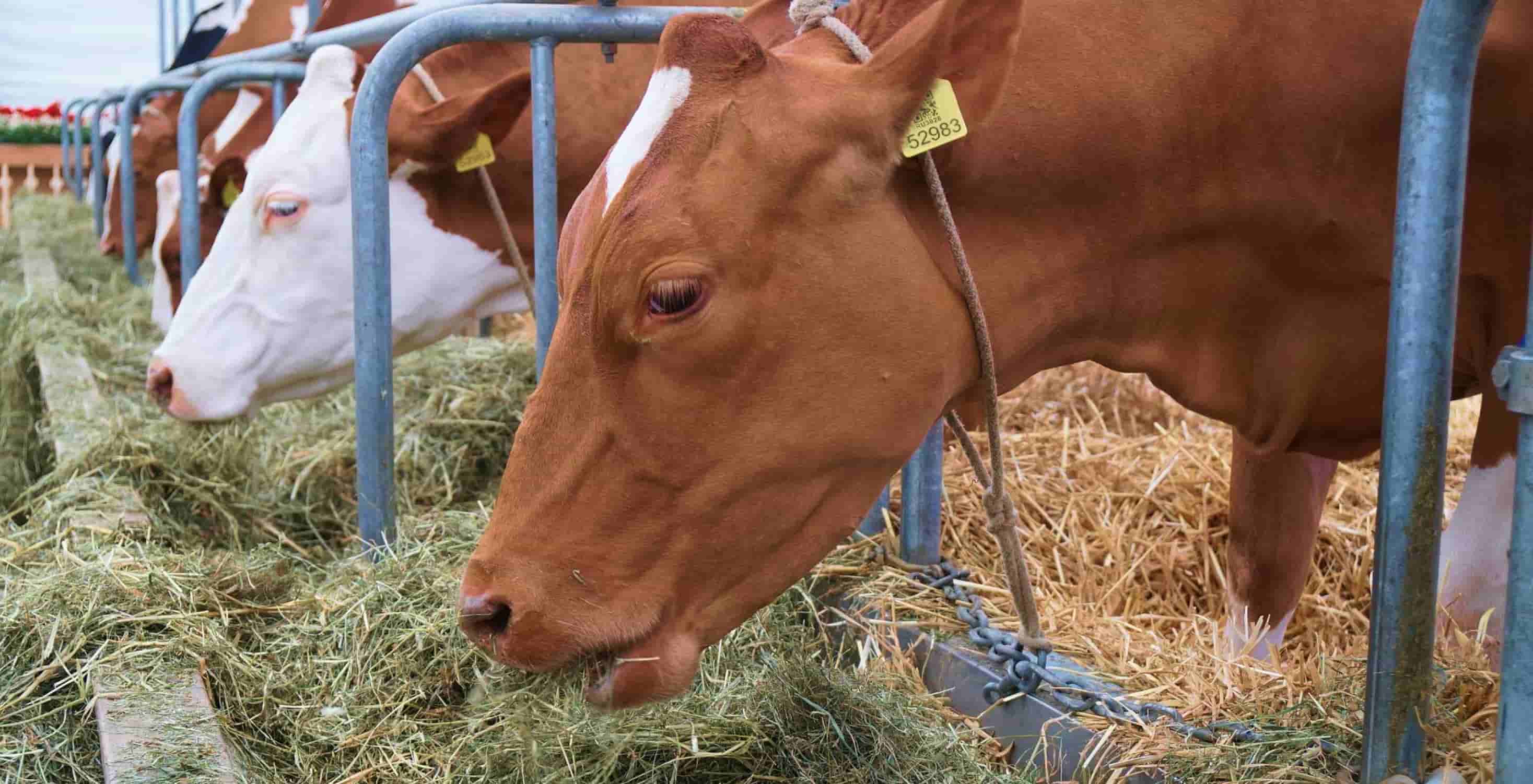 Как составить рацион кормления дойной коровы