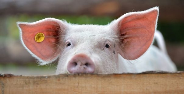 Мечение свиней: способы маркировки